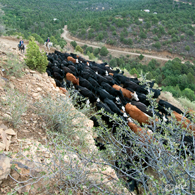 Cattle Drive