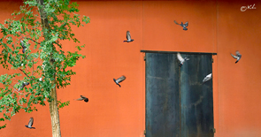 Wall with Birds